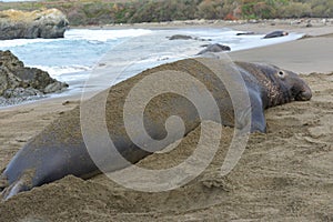 Elephant seal, huge male adult beachmaster close up, big sur, ca