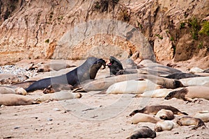 Elephant seal laying on Ano nuevo state park beach