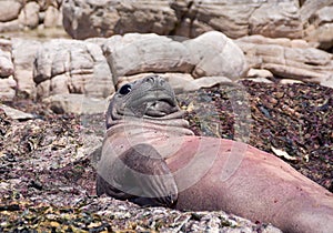 Elephant Seal lying on beach