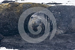 Elephant Seal lying on land
