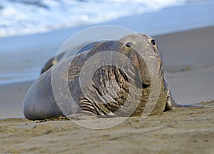 Elephant seal, male adult beachmaster, big sur, california