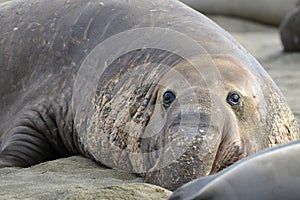 elephant seal, male adult beachmaster close up, big sur, california