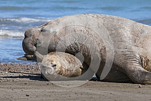 Elephant seal male and female mating, photo