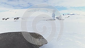 Elephant seal male rest on antarctica snow surface