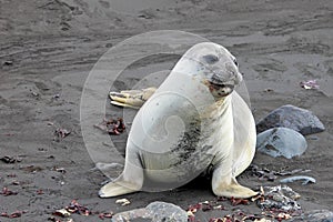 Elephant Seal, Mirounga Leonina, Antarctica photo