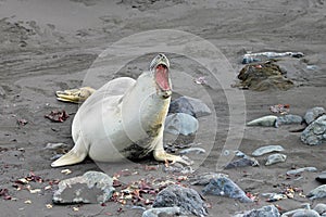 Elephant Seal, Mirounga Leonina, Antarctica