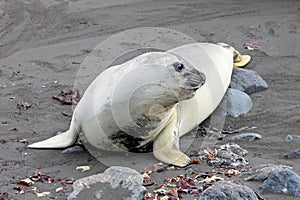 Elephant Seal, Mirounga Leonina, Antarctica