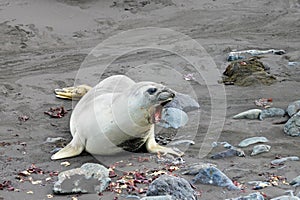 Elephant Seal, Mirounga Leonina, Antarctica