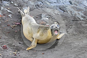 Elephant Seal, Mirounga Leonina, Antarctica
