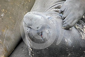 Elephant Seal, Mirounga Leonina, Antarctica