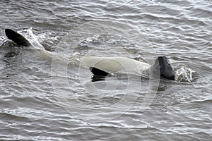 Elephant Seal, Mirounga Leonina, Antarctica