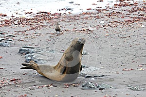 Elephant Seal, Mirounga Leonina, Antarctica