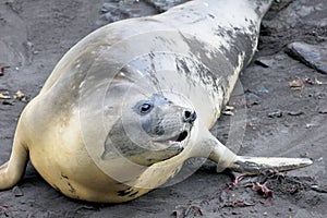 Elephant Seal, Mirounga Leonina, Antarctica