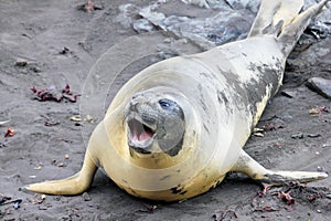 Elephant Seal, Mirounga Leonina, Antarctica photo