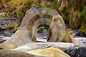 Elephant seal, Mirounga leonina, fight on the sand beach. Elephant seal with rock in the background. Ttwo big sea animal in the na