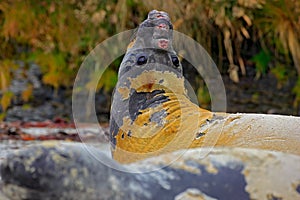 Elephant seal, Mirounga leonina, fight on the sand beach. Elephant seal with rock in the background. Ttwo big sea animal in the na