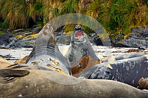 Elephant seal, Mirounga leonina, fight on the sand beach. Elephant seal with rock in the background. Ttwo big sea animal in the na photo