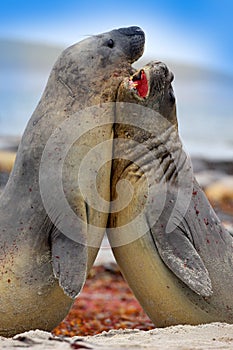 Elephant seal, Mirounga leonina, fight on the sand beach. Elephant seal with rock in the background. Two big sea animal in the nat photo