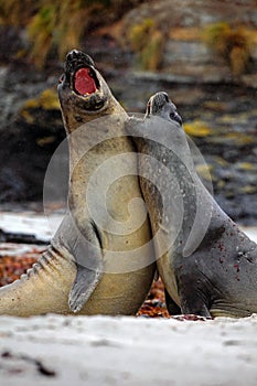 Elephant seal, Mirounga leonina, fight on the sand beach. Elephant seal with rock in the background. Two big sea animal in the nat photo