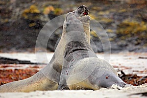 Elephant seal, Mirounga leonina, fight on the sand beach. Elephant seal with rock in the background. Two big sea animal in the nat