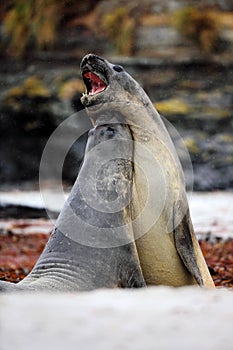 Elephant seal, Mirounga leonina, fight on the sand beach, rock in the background, two big animal in the nature habitat, Falkland photo