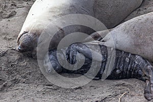 Elephant seal mom and baby