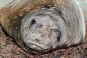 Elephant seal moulting, Antarctica