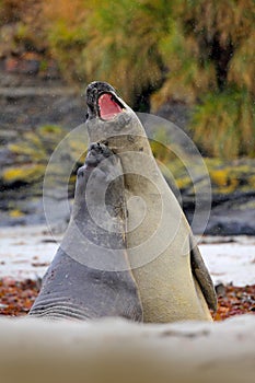 Elephant seal in nature. Fight on the beach. Elephant seal, Mirounga leonina, fight on the sand beach. Elephant seal with rock in photo