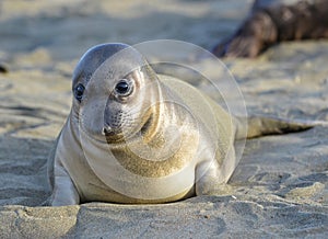 Elephant seal, new born pup or infant, big sur, california