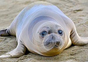 Elephant seal, new born pup or infant, big sur, california