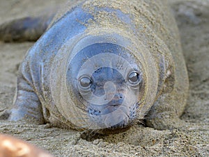 Elephant seal, new born pup or infant, big sur, california