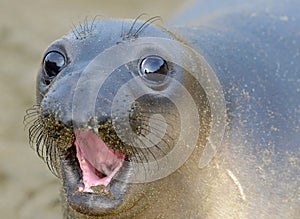 Elephant seal, new born pup or infant, big sur, california