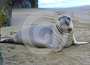 Elephant seal, new born pup or infant, big sur, california