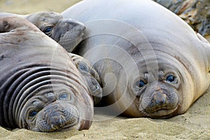 Elephant seal, new born pups or infants lying on sand looking ,