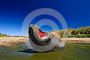 Elephant seal with open muzzle. Big sea animal with open mouth. Elephant seal lying in water pond, dark blue sky, Falkland Islands
