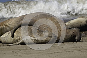Elephant seal, Patagonia,