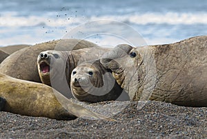 Elephant seal Patagonia Argentina