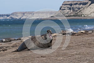 Elephant seal Patagonia Argentina