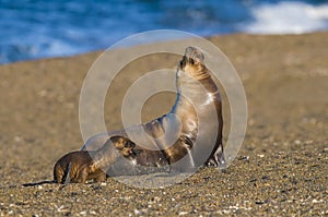 Elephant seal Patagonia Argentina