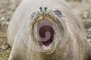 Elephant seal, Patagonia Argentina