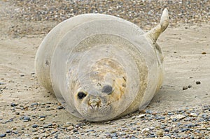 Elephant seal, Patagonia Argentina