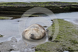 Elephant seal, Patagonia Argentina