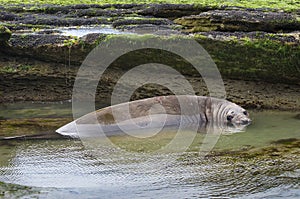 Elephant seal, Patagonia Argentina