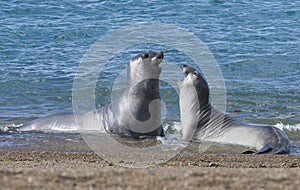 Elephant seal, Patagonia Argentina