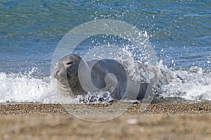 Elephant seal, Patagonia, Argentina