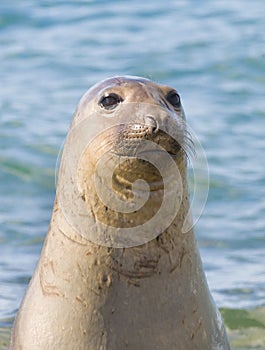 Elephant seal, Patagonia, Argentina