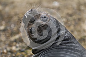 Elephant seal, Patagonia, Argentina