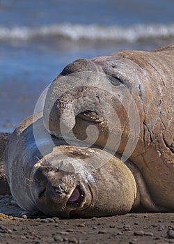 Elephant seal, Patagonia, Argentina