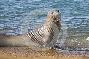 Elephant seal, Patagonia, Argentina