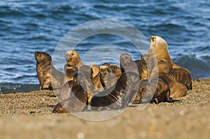Elephant seal Patagonia Argentina peninsula photo